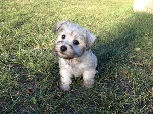 Female Schnoodle Puppies for Sale Ready October 2012